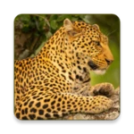 Logo of Wild Animals Documentary android Application 